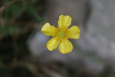 tormentilla superbatteri
