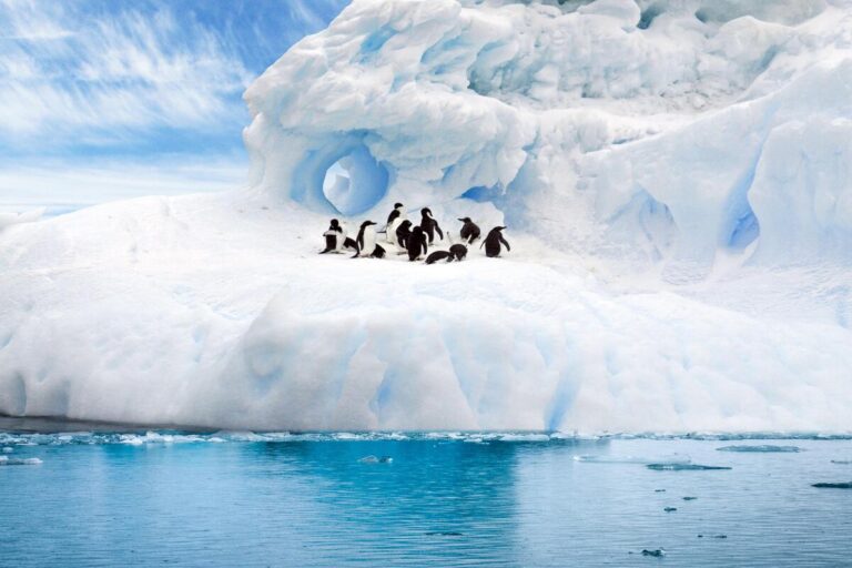 pinguini zoo invecchiare