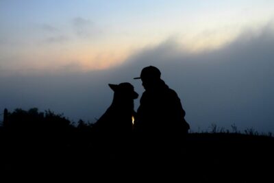 cani gatti somiglianza