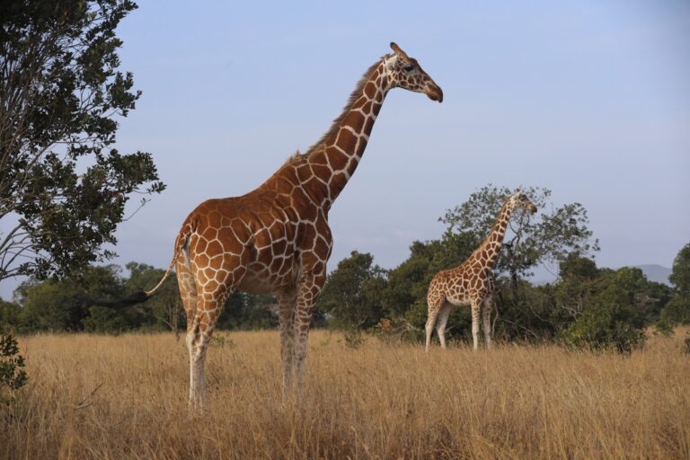 giraffe lingua viola