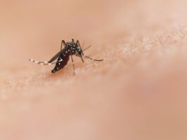 zanzare repellente deet