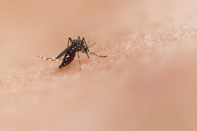 zanzare repellente deet