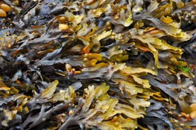 alghe Florida superfood