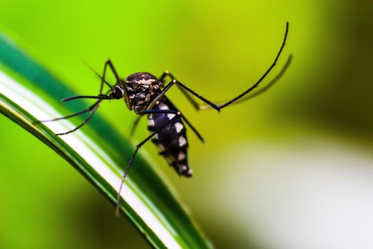malaria farmaco neonati