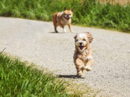 declino cognitivo cani andatura