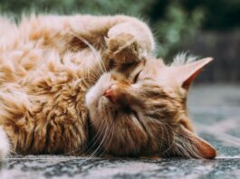 pet therapy gatto stress