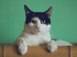 gatti schizofrenia