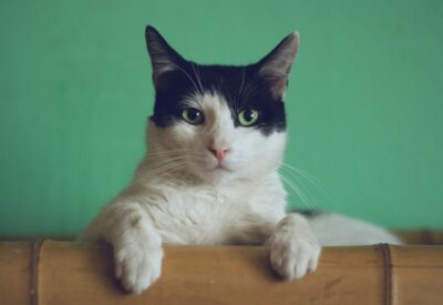 gatti schizofrenia