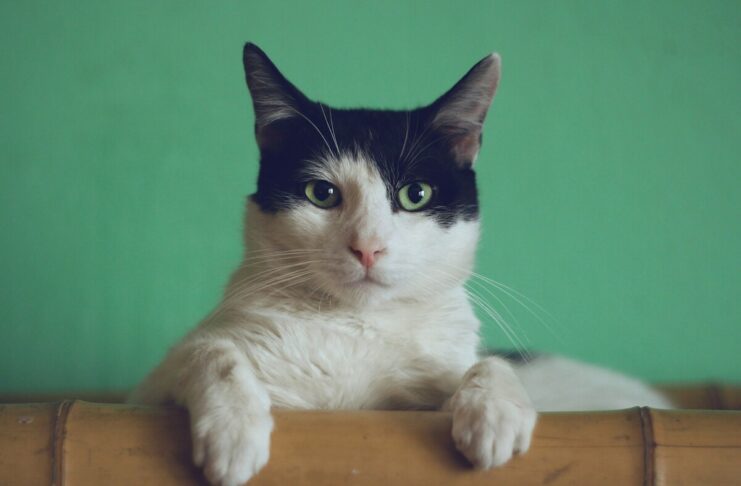 gatti schizofrenia