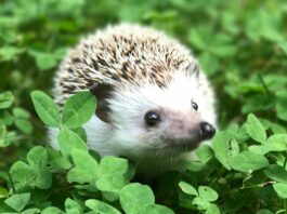 microplastica-ricci-salute-animali
