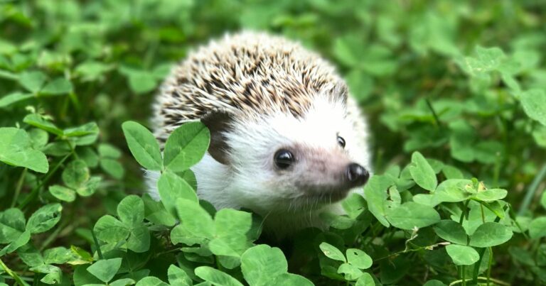 microplastica-ricci-salute-animali