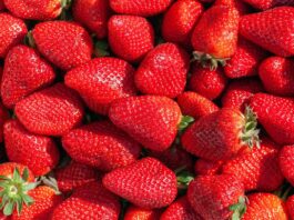 fragole dna