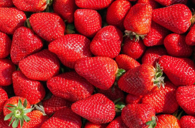 fragole dna