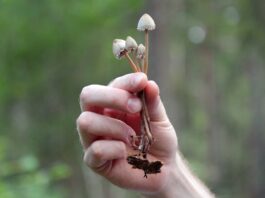 funghi allucinogeni Alzheimer