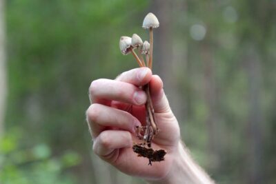 funghi allucinogeni Alzheimer