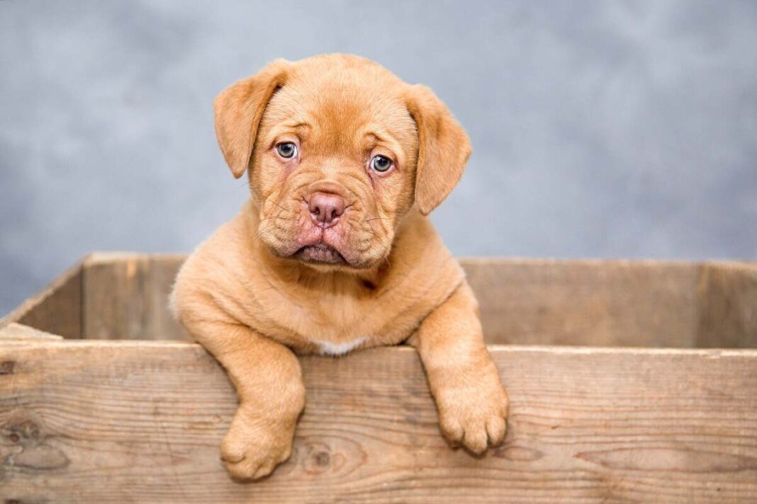 demenza cane