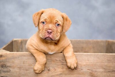 demenza cane