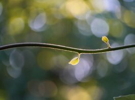 ferite croniche luce guarigione