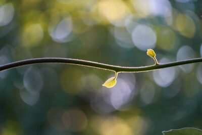 ferite croniche luce guarigione