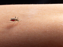 west nile italia