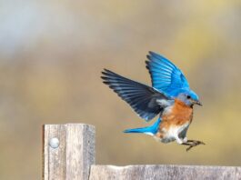 social natura birdwatching generazione z