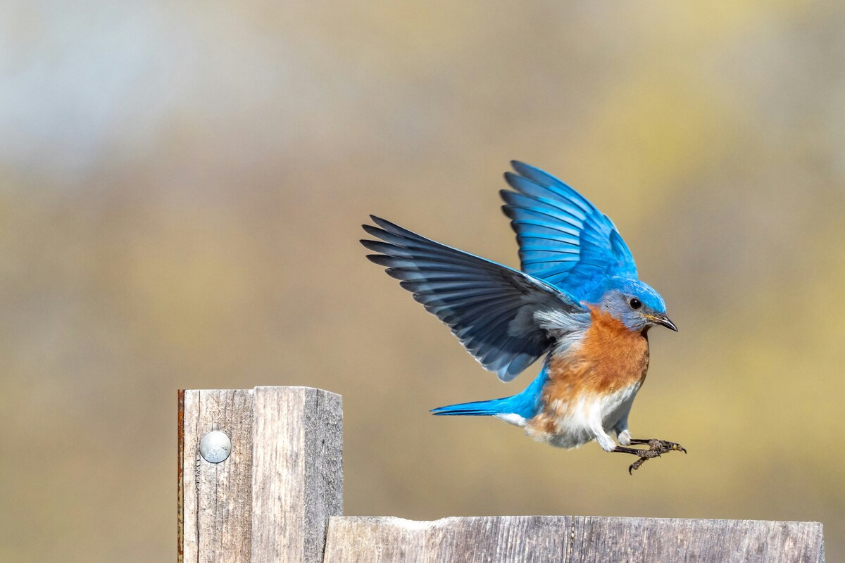 social natura birdwatching generazione z