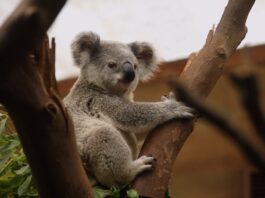 koala estinzioni