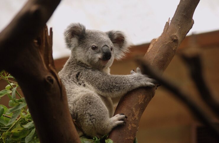 koala estinzioni