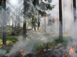 fumo incendi boschivi corpo