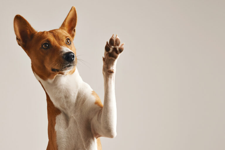 cane cervello emozioni