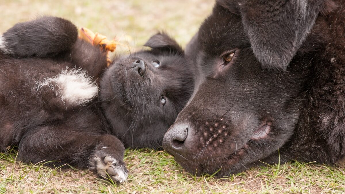 cani amicizia