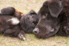 cani amicizia