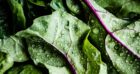 insalata-proteine-salute-alimentazione