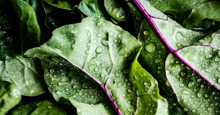 insalata-proteine-salute-alimentazione