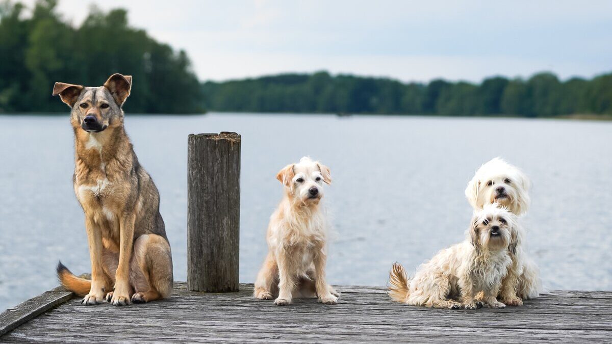 età cani dna
