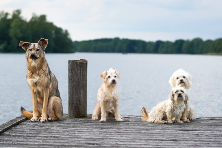 età cani dna