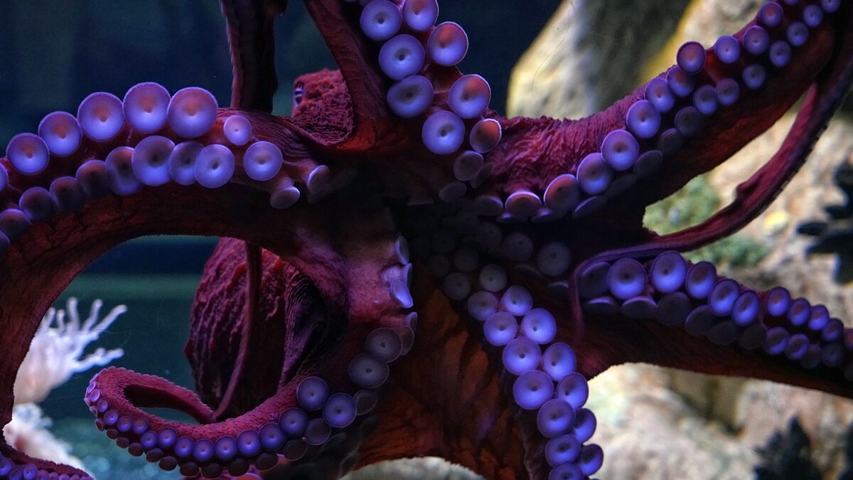polpi tentacoli armi
