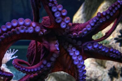 polpi tentacoli armi