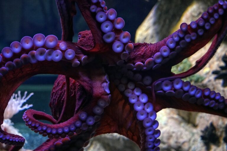 polpi tentacoli armi