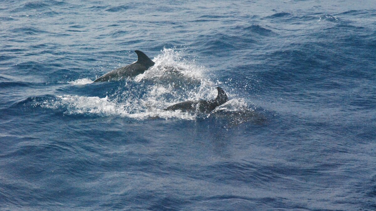 delfini conchiglie catturare pesci