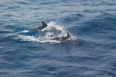 delfini conchiglie catturare pesci