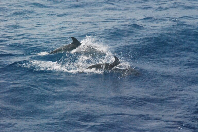 delfini conchiglie catturare pesci