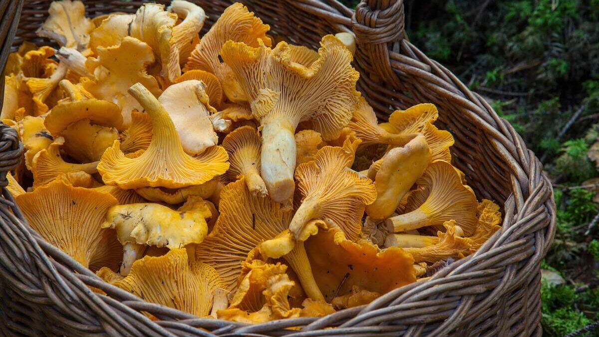 porcini intelligenza artificiale