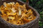 porcini intelligenza artificiale