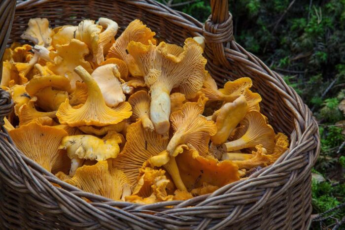 porcini intelligenza artificiale