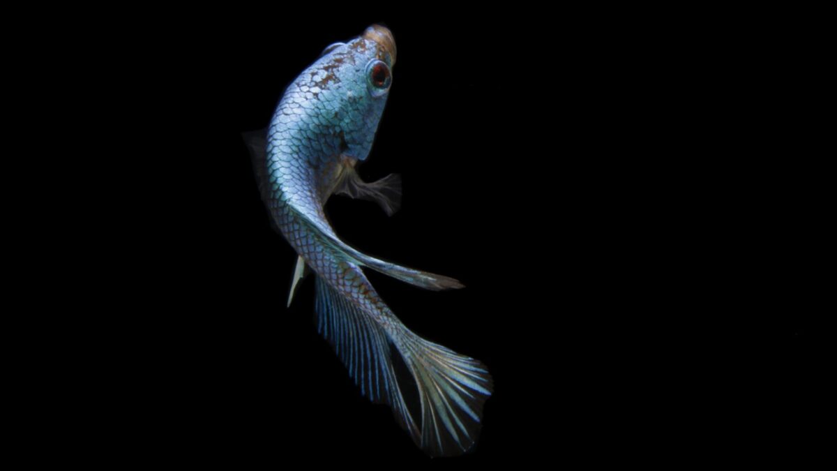 Il pesce demone nascosto per 40 anni in una grotta