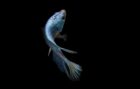 Il pesce demone nascosto per 40 anni in una grotta