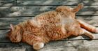 gatti-arancioni-segreto-pelo