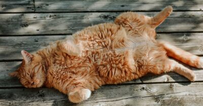 gatti-arancioni-segreto-pelo