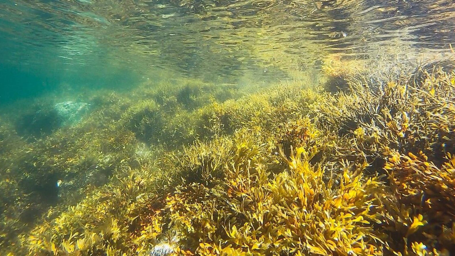 alghe-efficacia-cambiamento-climatico
